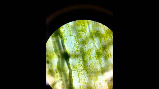 Cloroplastos en el microscopio [upl. by Novah]