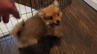 Pomeranian Puppies 8 weeks Day 1 Wrestling Match [upl. by Sredna]