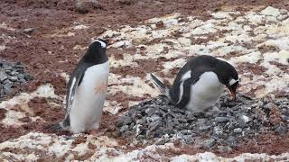 Gentoo penguins  Ezelspinguïns  Yankee Harbour [upl. by Ardnovahs453]