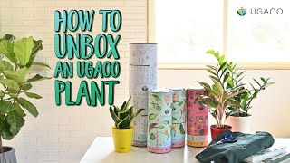 How to Unbox an Ugaoo Plant [upl. by Culbertson]