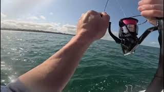 Big snapper in Port phillip bay [upl. by Neelrak363]