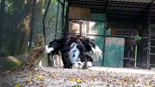 Ostriches mating in front of tourists  Ostrich mating  Ostrich mating dance  Animal mating [upl. by Nitnilc868]