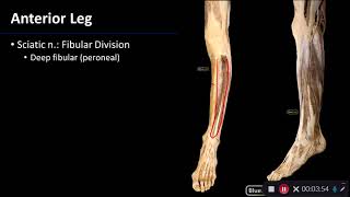 Nerves of the Lower Limb  Dissection Supplement [upl. by Kermie]