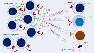 Primary and Secondary Immune Response FLImmuno75 [upl. by Jehu]