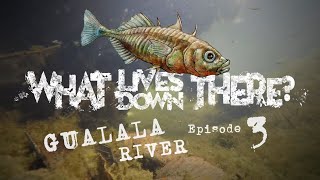 Slow Waters of Gualala River Hide a Flurry of Fish Species and other Aquatic Wildlife  WLDT Ep 3 [upl. by Pattin]