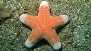 Facts The Granulated Sea Star [upl. by Eiddet]