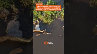 Captan desde el puente Rolando Arjona en Culiacán a un cocodrilo tomando el sol en el río [upl. by Inalial]