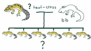 Reptile Breeding Genetics part 4 Het Percentages TestCrosses Blueeyed Bearded Dragons [upl. by Eeryn361]