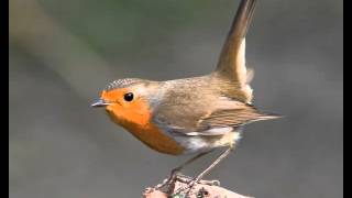 Canto del petirrojo  Erithacus rubecula  HD [upl. by Trebleda]