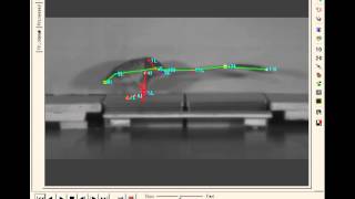 Kangaroo rat tracked with ProAnalyst [upl. by Ocicnarf]