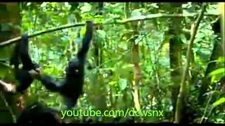 McClain Sisters  First Look at Disney Natures Chimpanzees [upl. by Rosamond]