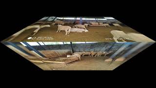 Rambouillet sheeps at Karnataka [upl. by Deny]