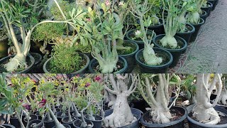 adenium plants big caudex plants [upl. by Tiffi]