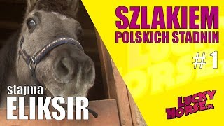 SZLAKIEM POLSKICH STADNIN  Stajnia Eliksir [upl. by Sivia237]