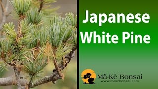 79 Japanese White Pine Bonsai are great Bonsai Trees for Beginners [upl. by Munn530]