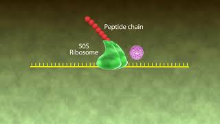 Mechanism of Action Macrolides [upl. by Daub525]