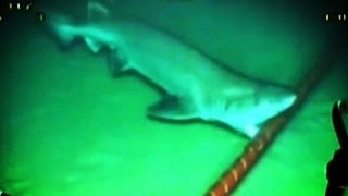 Sharks are Attacking the Internet [upl. by Nuahsal]