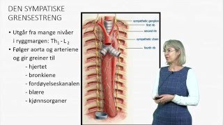 Det autonome nervesystemet Anatomi [upl. by Troyes]