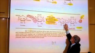 BIOLOGICAL CHEMISTRISTY PART 1 MONOSACCHARIDES amp DISACCHARIDES by Professor Fink [upl. by Shandie172]