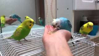 How to Hand Feed Budgie [upl. by Jeritah]