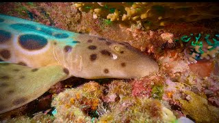 EXTREME CLOSEUP OF A PAPUAN EPAULETTE SHARK WALKING Diving in Papua New Guinea in 4K60fps [upl. by Amerd]