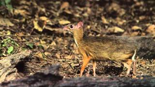 Lesser MouseDeerPikkukantsilliTragulus javanicusKaeng Krachan Thailand [upl. by Sayed]