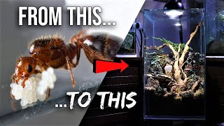 How to Raise an Ant Colony 101  The Ultimate Guide to Keeping Pet Ants [upl. by Evaleen]