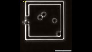 Single Cell Monitoring of Apoptosis in NonAdherent Mammalian Cells [upl. by Ilahsiav]