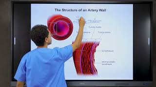 Hemostasis amp Platelets physiology [upl. by Assirram]