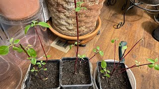 How I Propagate Osier Dogwood  Cornus Sericea [upl. by Hibbert]