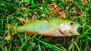 It was raining fish hallelujah in this eastern Texas city on Wednesday [upl. by Acacia261]