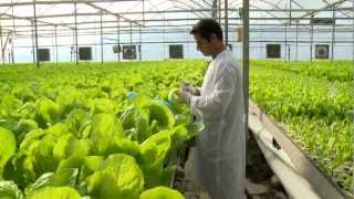 Hydroponic lettuce greenhouse factory  Automated [upl. by Hurwit767]