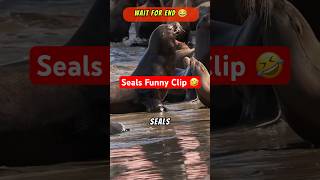 Mind Blowing Facts About Seal 😂😱  Crazy Facts  Amazing Facts😂😮 shorts [upl. by Ricardo]