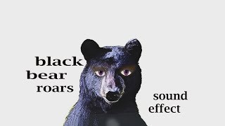 How A Black Bear Roars  Sound Effect  Animation [upl. by Rehportsirhc]