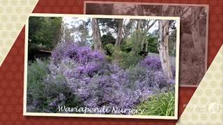 Prostanthera  garden plants [upl. by Lucania]