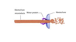 Mechanisms for chromosome movement [upl. by Hcir993]