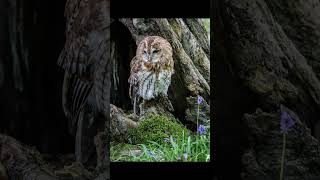 EP35 Tawny Owl  Bird Song [upl. by Whitten]