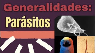 Generalidades de Parásitos Clasificación parasitos parasitologia microbiología [upl. by Essilec175]