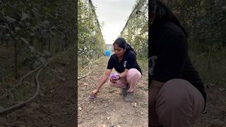 Saffron plantation in Kashmir puthettutravelvlog jelajaratheesh saffron kashmir india travel [upl. by Ajiak]