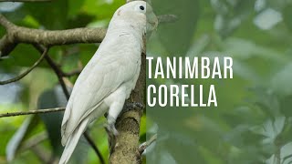 Tanimbar Corella Cacatua Goffiniana [upl. by Piselli]