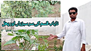 vegetable and fruits plant 🌵🌵🌵🥭 mangoorangelemon 🍋 viralshorts short on YouTube [upl. by Pearman]