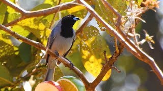 CANTO do SANHAÇODECOLEIRA SCHISTOCHLAMYS MELANOPIS BLACKFACED TANAGER TIÊCINZA [upl. by Schmitz]