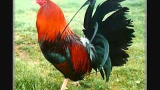 Vicente Fernandez Corridos De Gallos Mix YouTube [upl. by Lander]