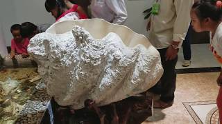 300 Pounds Real Giant CLAM SHELL in Vietnam Tridacna gigas Taklobo [upl. by Albric]