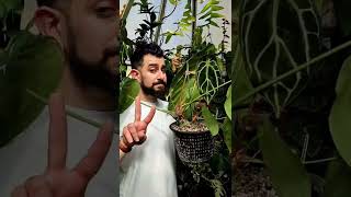 Anthurium Crystallinum review teaser trailer [upl. by Eliot]