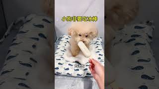 What to do if the puppy insists on eating popsicles Daily feeding confusing behavior routine [upl. by Greg]