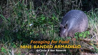 Nine Banded Armadillo Foraging [upl. by Anuahsal]