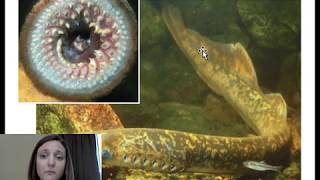 Hagfish and Lampreys [upl. by Crelin]