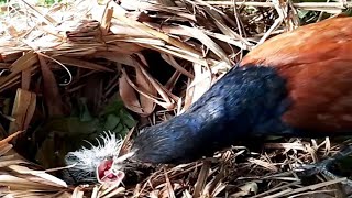 Greater coucal bird brings butterfly to babys mouthbird baby [upl. by Trudnak]