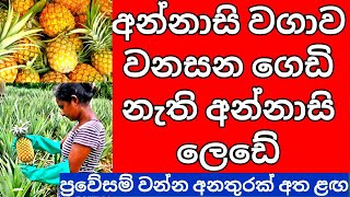 Attention Big problem in the Pineapple cultivation in Sri Lanka ගෙඩි නැති අන්නාසි සතුරා ගැන තොරතුරු [upl. by Stucker]